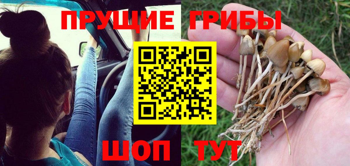 Воткинск  Галлюциногенные грибы прущие грибы  Вход с VPN 